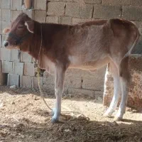 شنگل پاکستانی|حیوانات مزرعه|آبپخش, |دیوار