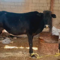 گاو. حامله
