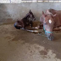 فروش مادیون با کره مادیان