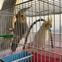 عروس هلندی جفت