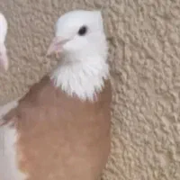 طوقی زرد ماده دورشت بدون غلط