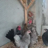 جاپنیز مرغ خروس جوجه|حیوانات مزرعه|گرگان, |دیوار