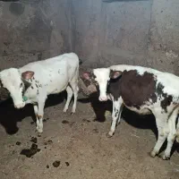 گوساله نر سیمینتال|حیوانات مزرعه|کلاترزان, |دیوار