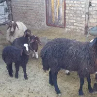 ۱۰راس میش بره|حیوانات مزرعه|بروجرد, |دیوار