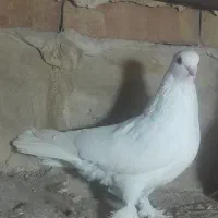 کبوتر|پرنده|مرند, |دیوار