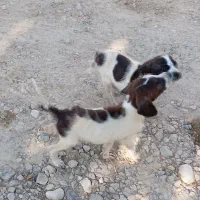 فروشی|سگ|فراغی, |دیوار