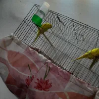 یک جفت مرغ عشق نر وماده