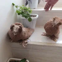 کبوتر بخارا زرد ونر سفید