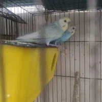 فروش چند جفت مرغ عشق مولد