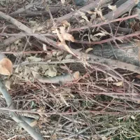 فروش چوب هرسی میوه ذغال،پوشال،خاک اره|خدمات باغبانی و درختکاری|خاوه, |دیوار