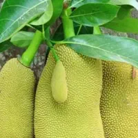 نهال جک فروت ۲ ساله بالای ۱ متر