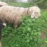 میش گله داری|حیوانات مزرعه|مسجد سلیمان, |دیوار