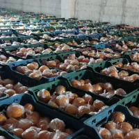 60تن پرتقال تامسون انباری فوق العاده قیمت 63