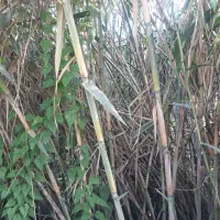 نی تازه ویلا باغ خانه|عمدهفروشی|ماسال, |دیوار