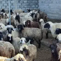 فروش میش بختیاری درجه یک|حیوانات مزرعه|شیراز, درکی|دیوار