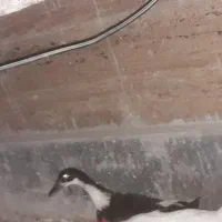 اردک معاوضه با مرغ