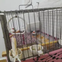 فنچ نروماده سرحال|پرنده|باوی, |دیوار