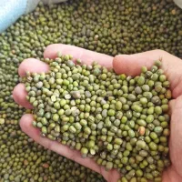 گران نخرید/ لوبیا عدس لپه نخود جو گردو عرق شیره رب|خوردنی و آشامیدنی|بیرجند, |دیوار