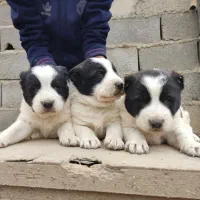 سگ الابای/توله سگ|سگ|رشت, گیل|دیوار