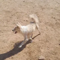 سگ خارجی پاپی|سگ|لردگان, |دیوار