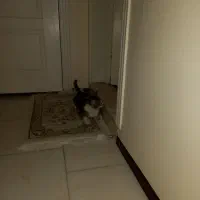 واگذاری حیوان|گربه|پردیس, فاز ۱۱|دیوار