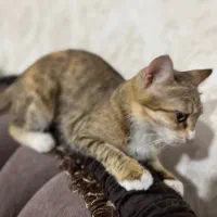 واگذاری گربه|گربه|خوی, |دیوار