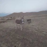 الاغ ماده با کره ماده|حیوانات مزرعه|کوهدشت, |دیوار