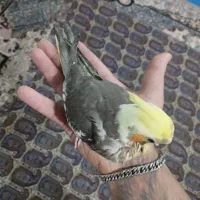عروس هلندی خونگی  نر|پرنده|چهاردانگه (تهران), |دیوار