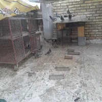 کبوترپلاکی۳۰۰|پرنده|خمینی‌شهر, |دیوار