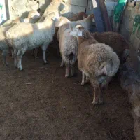 ۱۰راس بره نر دامازدق اوتاق|حیوانات مزرعه|دره رود, |دیوار