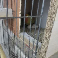 کوتوله و عروس به شرط تخم وجوجه