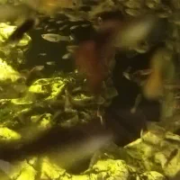 1100عدد ماهی گوپی|ماهی|شیراز, پودنک|دیوار