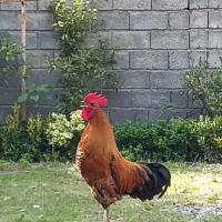 خروس