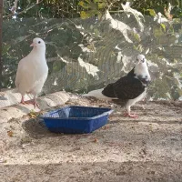 کنارخیس|پرنده|وحیدیه, |دیوار