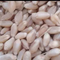 گندم آبی ترابی