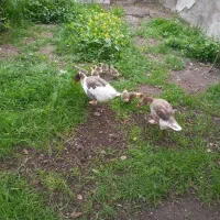 غاز نروماده با ۷ عدد جوجه غاز طبیعی