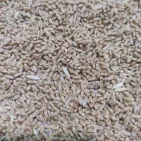 گندم برای پرنده