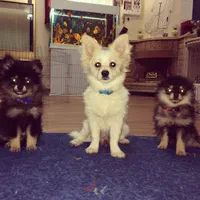 مربی سگ در شیرازآموزش سگ در شیراز تربیت سگ درشیراز|خدمات آموزشی|شیراز, شهرک آرین|دیوار