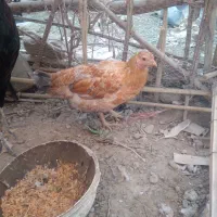 مرغ فروشی|حیوانات مزرعه|بمپور, |دیوار