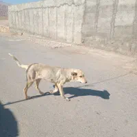 واگذاری توله