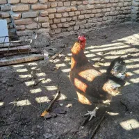 فروش مرغ و خروس|حیوانات مزرعه|گمیشان, |دیوار