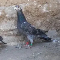 کفتر آلمانی سوسکی