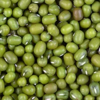 ماش درشت