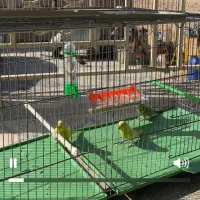 سه عدد مرغ عشق