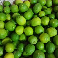 لیمو ترش ازباغ