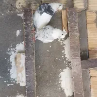 طوقی|پرنده|آباده, |دیوار