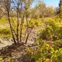 باغ نقلی انگور و بادام و زردآلو با قیمت ۳۰۰میلیون