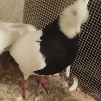 کبوتر طوقی|پرنده|برخوار, |دیوار