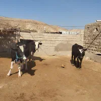 3عدد گاو برای فروش