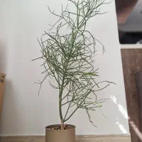 اِفوربیا تیروکالی|گل و گیاه طبیعی|تهران, سردارجنگل|دیوار